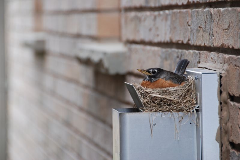 Bird Nests on Eaves
