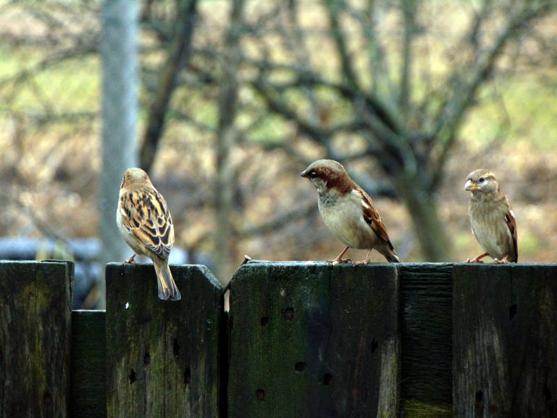 Bird Nest Removal in Late Summer