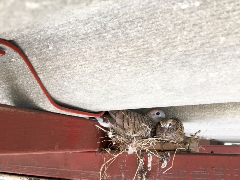 Preventative Bird Nest Solutions