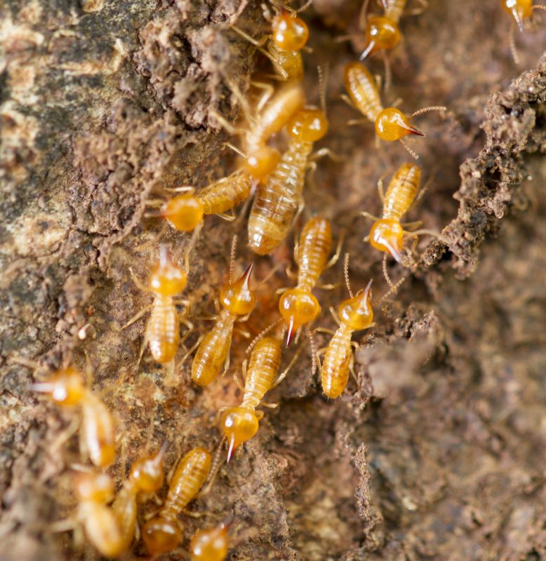 Termite Damage