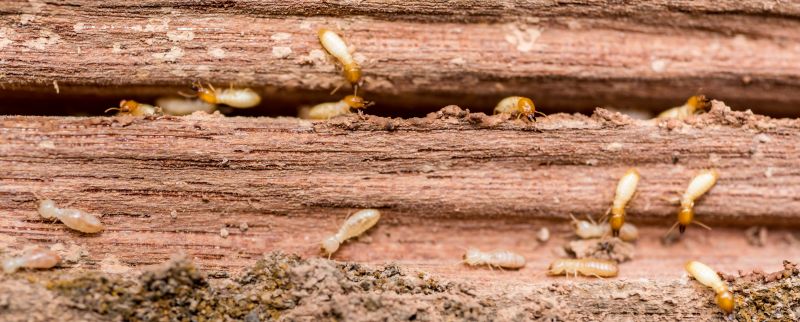 Wood-boring Pests