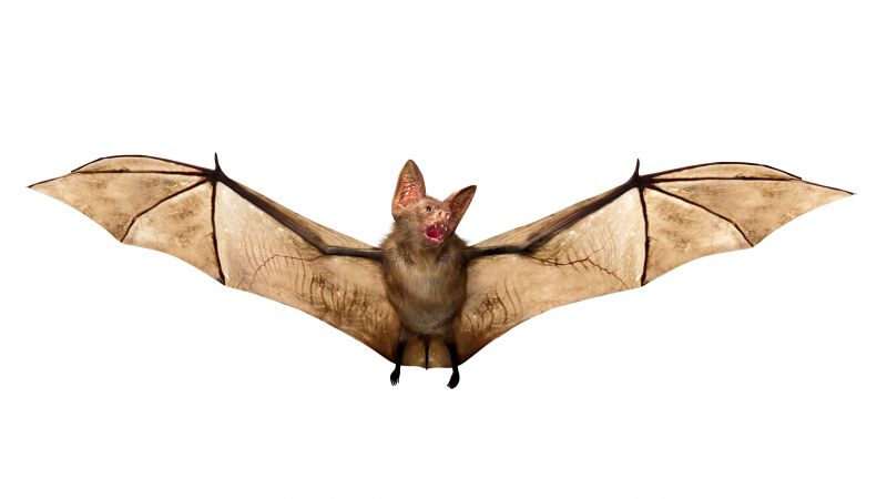 Health Risks Associated With Birds And Bats On Your Property