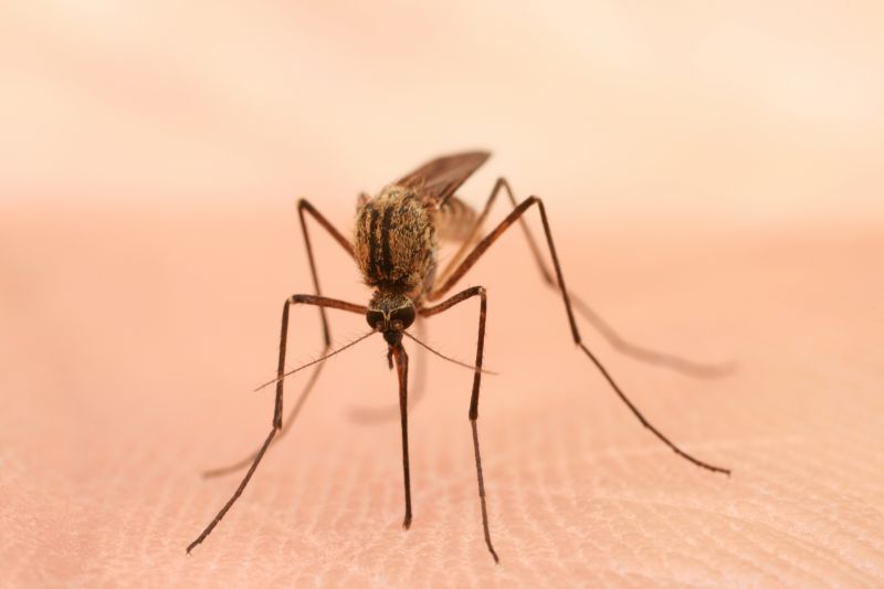 Moth Extermination in Frisco, TX