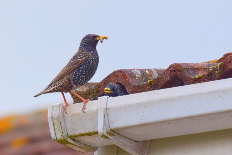 Products For Bird Nest Removals in use