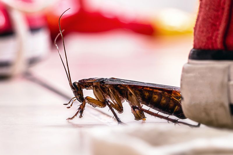 Roach Fumigation in Katy, TX