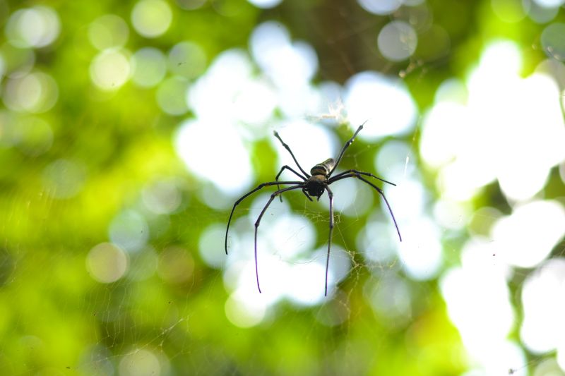 Common Spiders Extermination in Mckinney, TX